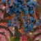 Mahonia