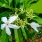 Mango Blossom