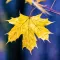 Maple
