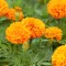 Marigold