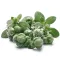 Marjoram