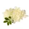 Mastic or Lentisque