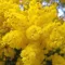Mimosa
