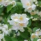 Mock Orange