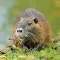 Muskrat
