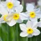 Narcissus