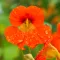 Nasturtium