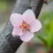 Nectarine Blossom