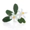 Neroli