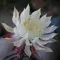 Night Blooming Cereus