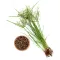 Nut Grass