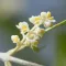 Olive flower