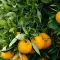 Orange Tree Leaves