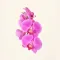 Orchid
