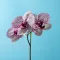 Orchid Blossom