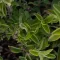 Oregano