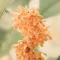 Osmanthus