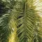 Palm Leaf