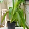 Pandanus