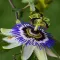 Passion Flower