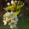 Pear Blossom