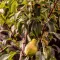 Pear Tree