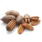 Pecan