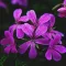 Pelargonium