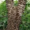 Pepperwood