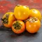 Persimmon