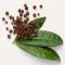 Pimento Leaf