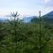 Pine Tree
