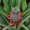 Pineapple Blossom