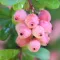 Pink Berries