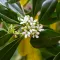 Pittosporum