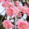 Plum Blossom