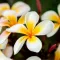 Plumeria