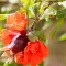 Pomegranate Blossom