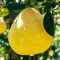 Pomelo