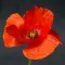 Poppy