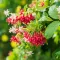 Rangoon Creeper