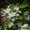 Raspberry Blossom