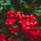 Red Berries