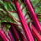 Rhubarb