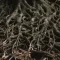 Roots