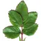 Rose Leaf