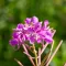 Rosebay Willowherb
