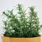 Rosemary