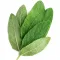 Sage