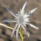 Sand Lily